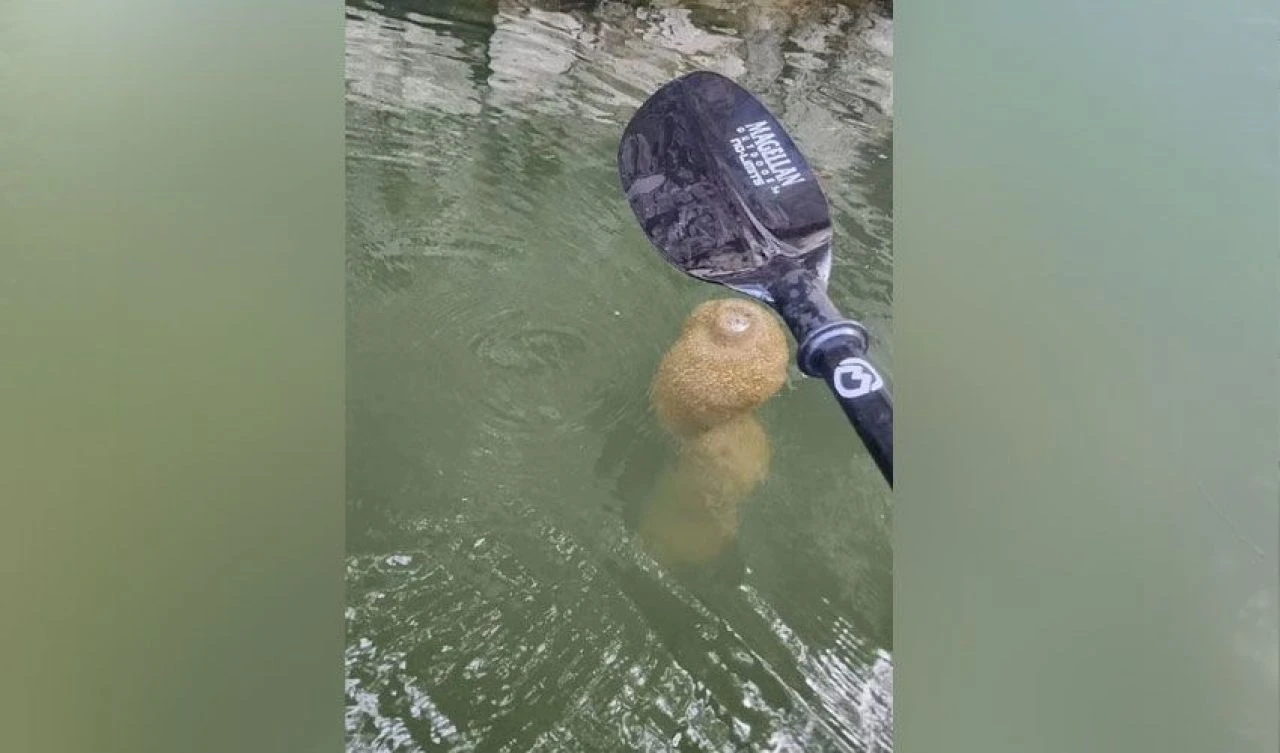 Uzaylı yumurtası denen varlıklar hayvan çıktı! Yetkililerden açıklama geldi