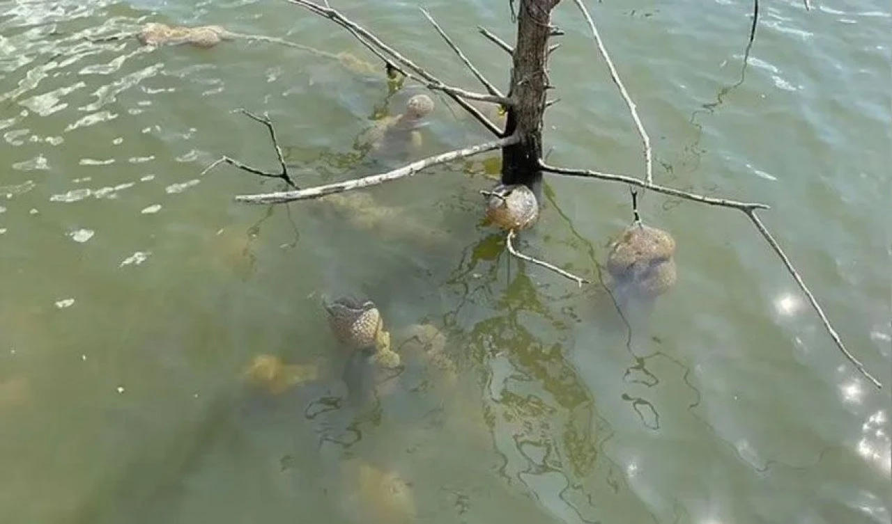 Uzaylı yumurtası denen varlıklar hayvan çıktı! Yetkililerden açıklama geldi