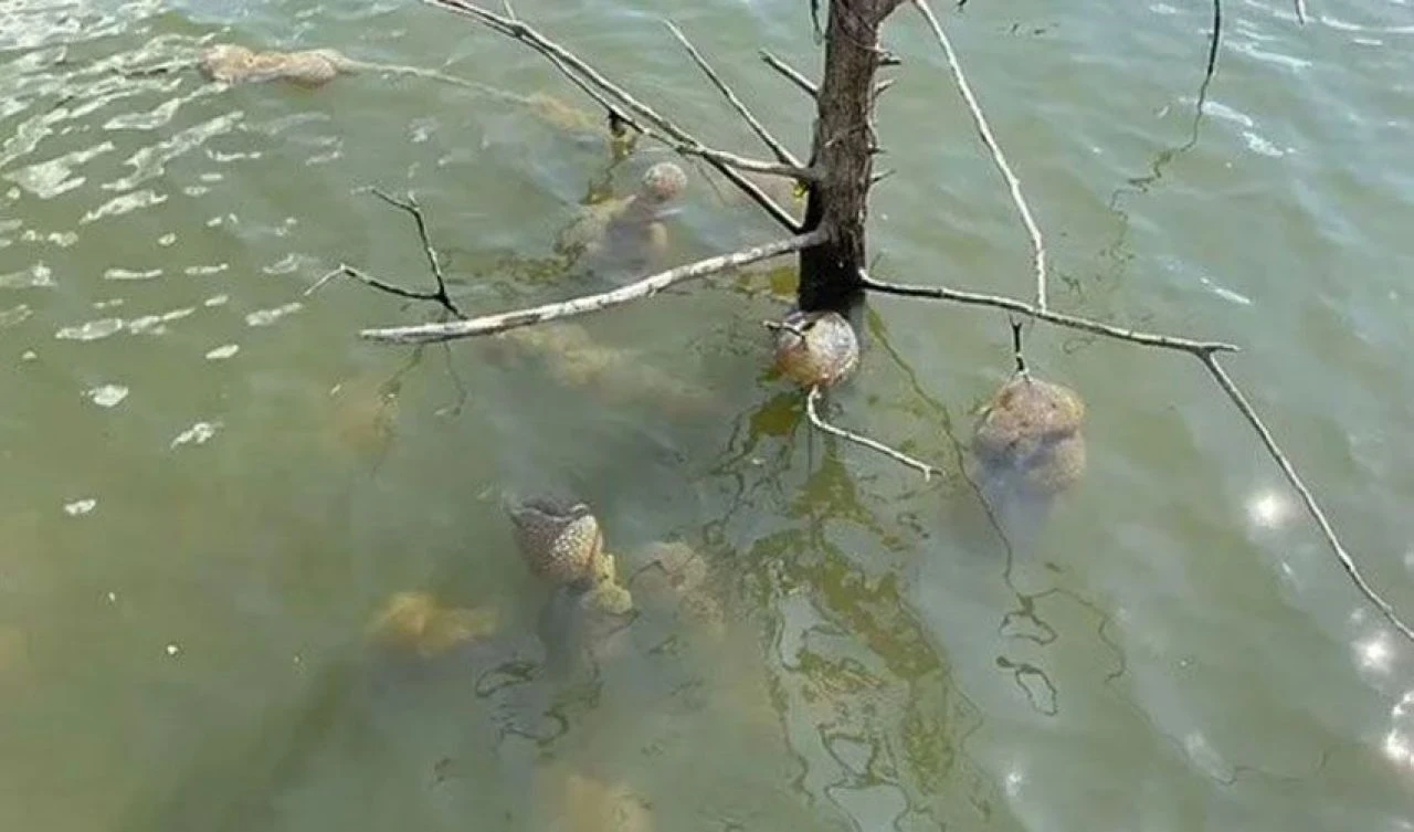 Uzaylı yumurtası denen varlıklar hayvan çıktı! Yetkililerden açıklama geldi