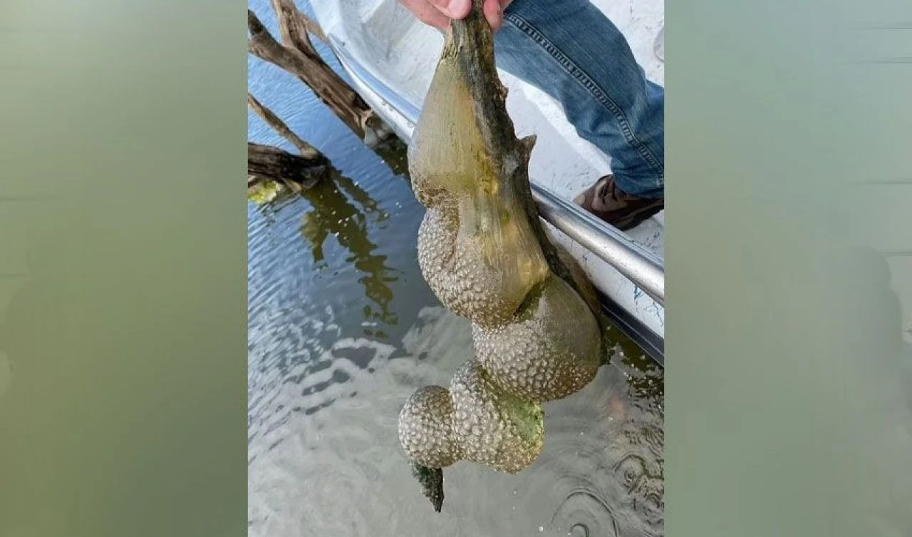 Uzaylı yumurtası denen varlıklar hayvan çıktı! Yetkililerden açıklama geldi