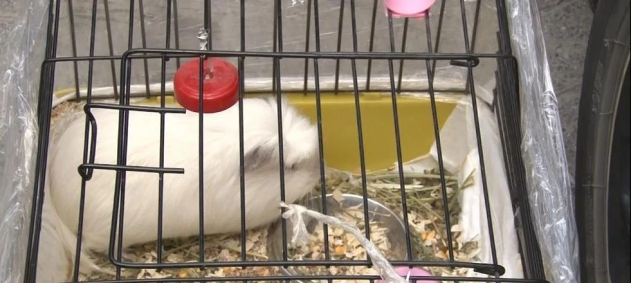 Zeytinburnu'nda iş merkezinde yangın çıktı: Hamsterını almadan dışarı çıkmadı - 1. Resim