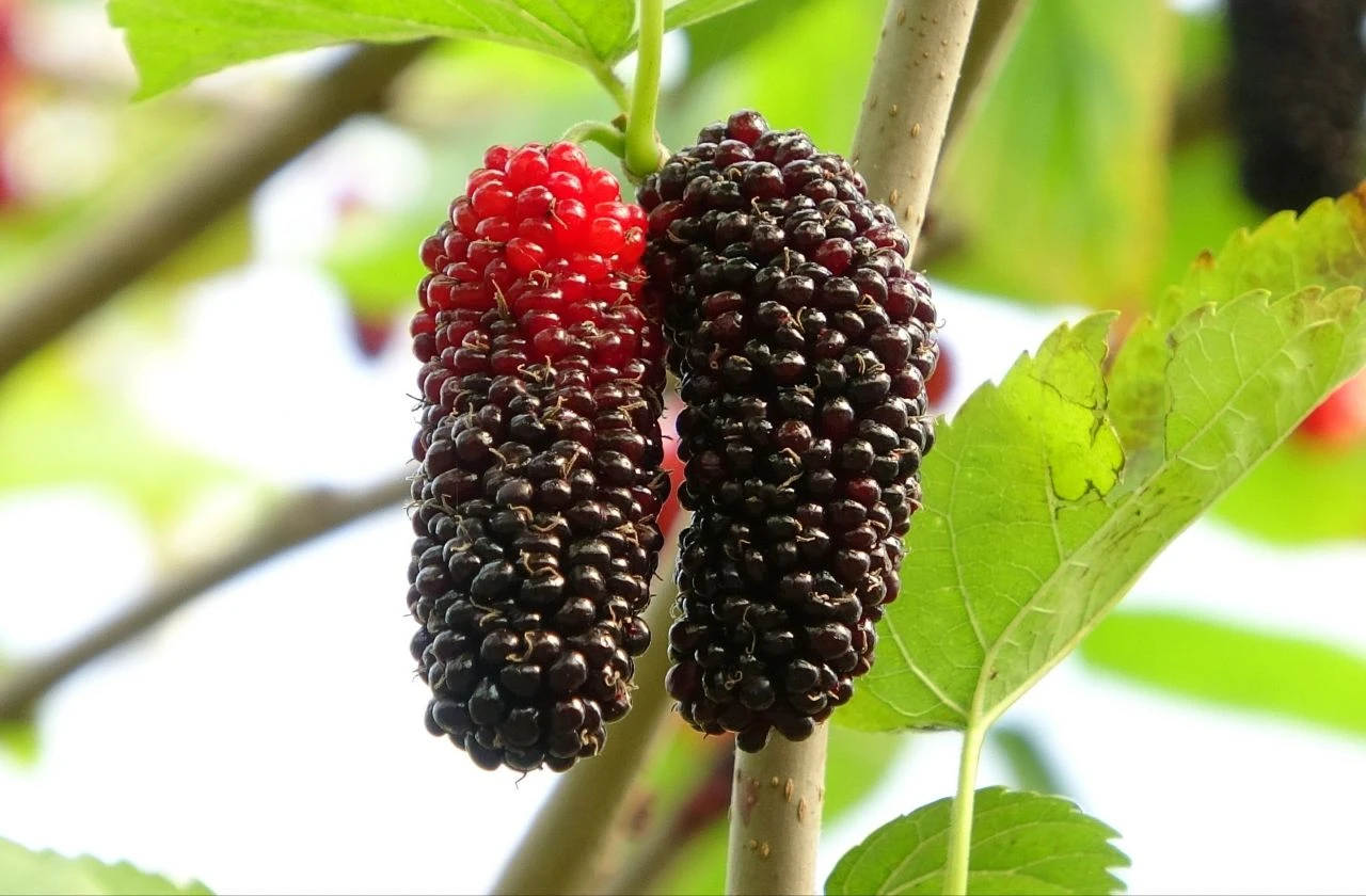 Kilosu 80 TL! Türkiye'de yetiştiriliyor: "Araplar çok seviyor"