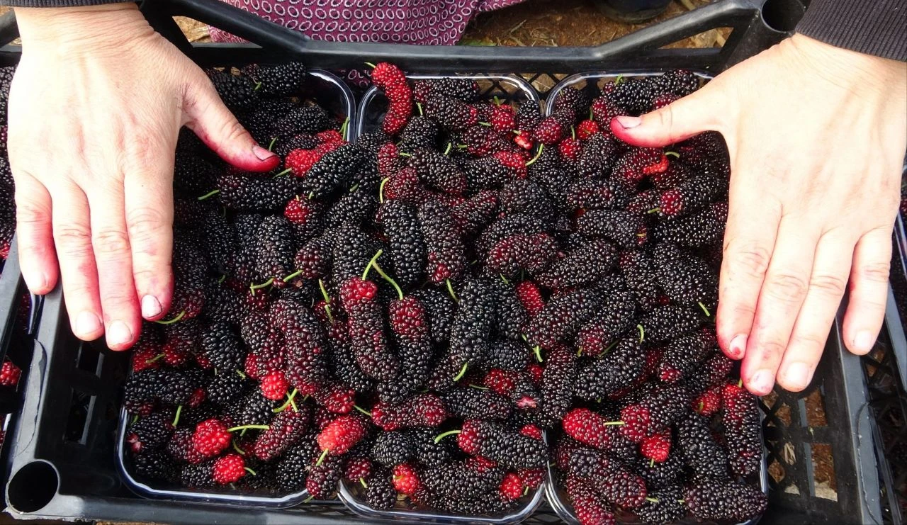 Kilosu 80 TL! Türkiye'de yetiştiriliyor: "Araplar çok seviyor"