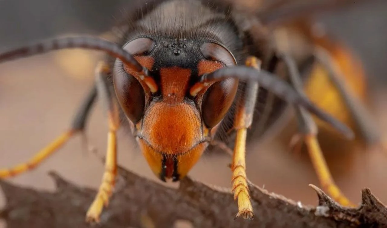 Asya'nın en ölümcülü artık birçok ülkede! Tek seferde 50 bal arısını yiyip insan öldürebiliyor