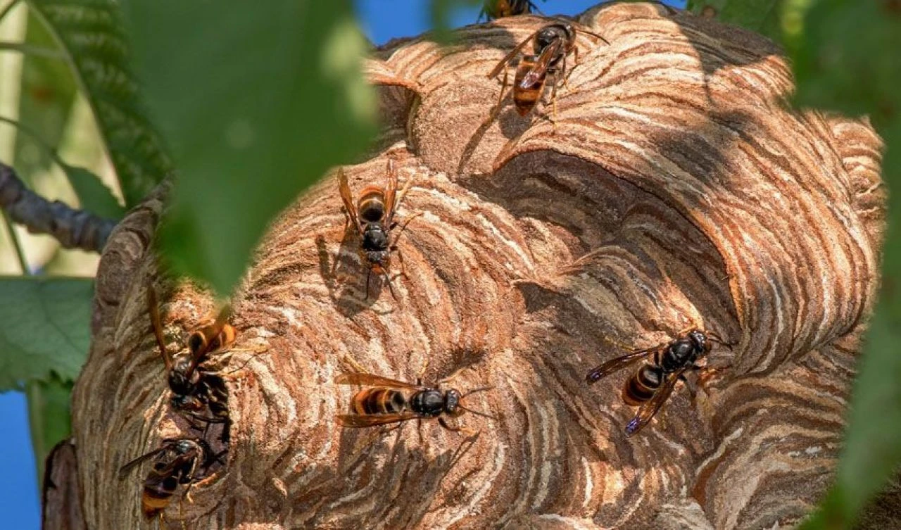 Asya'nın en ölümcülü artık birçok ülkede! Tek seferde 50 bal arısını yiyip insan öldürebiliyor