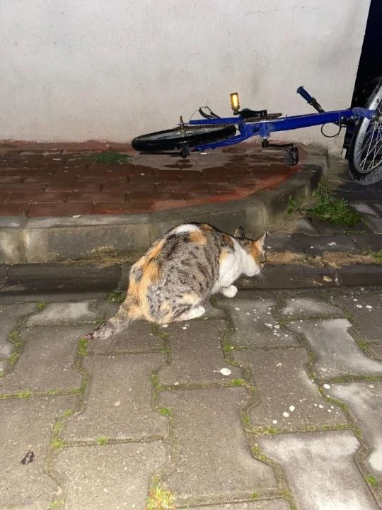 Bursa'da korkunç olay! 6 yavru kedi kafası kesilmiş halde bulundu