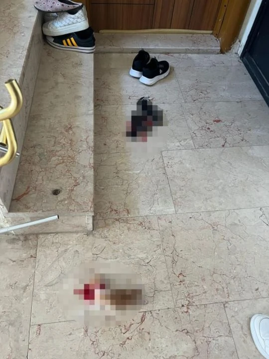 Bursa'da korkunç olay! 6 yavru kedi kafası kesilmiş halde bulundu