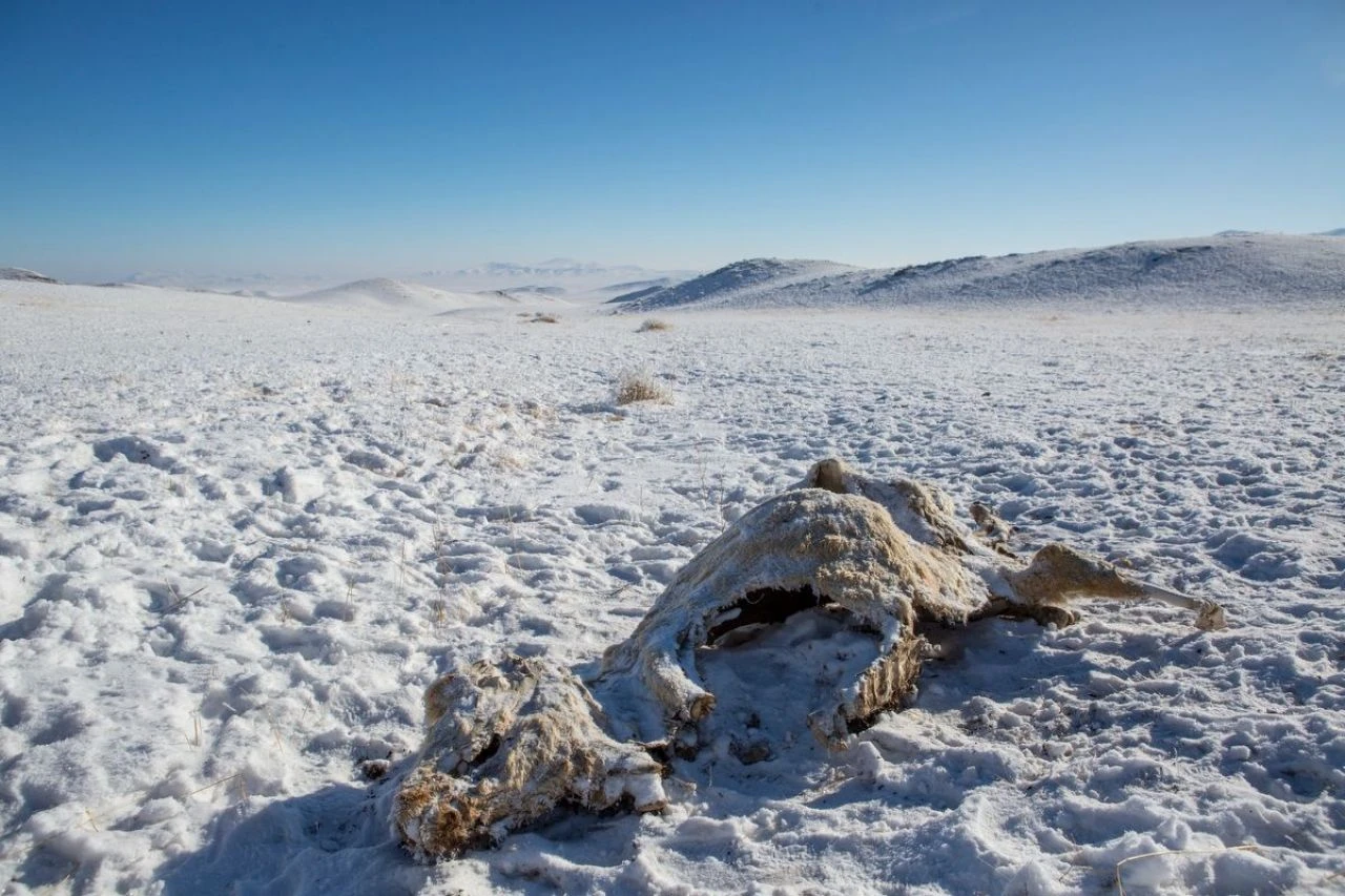 Son 50 yılın en zorlu hava koşulları ülkedeki yaklaşık 5 milyon hayvanı öldürdü - 1. Resim