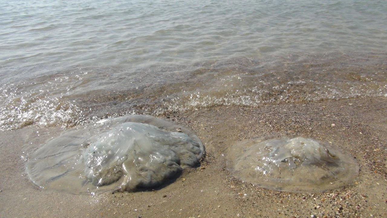 Uzmanı açıkladı! Denizanasının kanser hücrelerinde etkili olduğu ortaya çıktı - 1. Resim