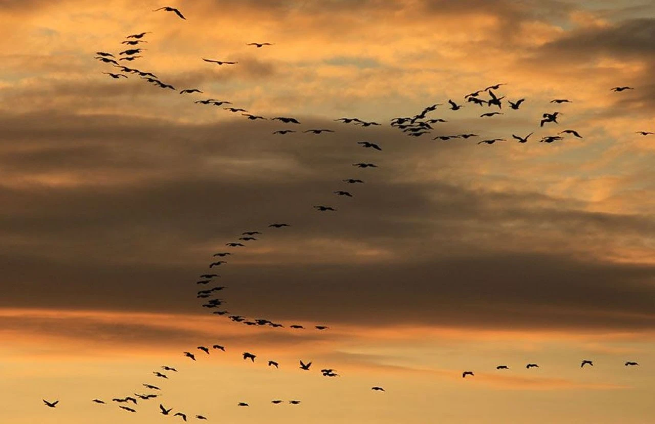 Gökyüzünde pelikan gösterisi büyüledi!