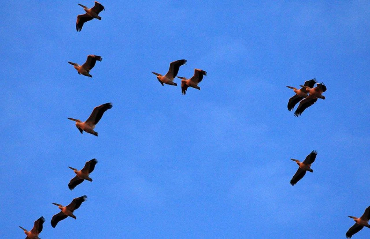 Gökyüzünde pelikan gösterisi büyüledi!