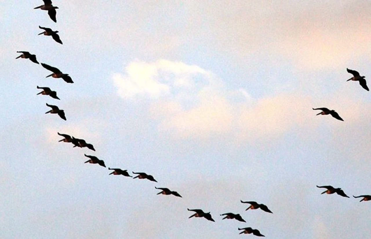 Gökyüzünde pelikan gösterisi büyüledi!