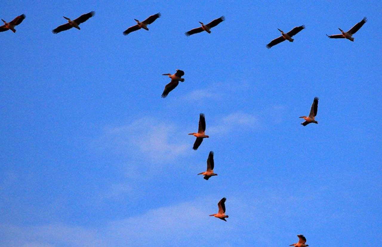 Gökyüzünde pelikan gösterisi büyüledi!