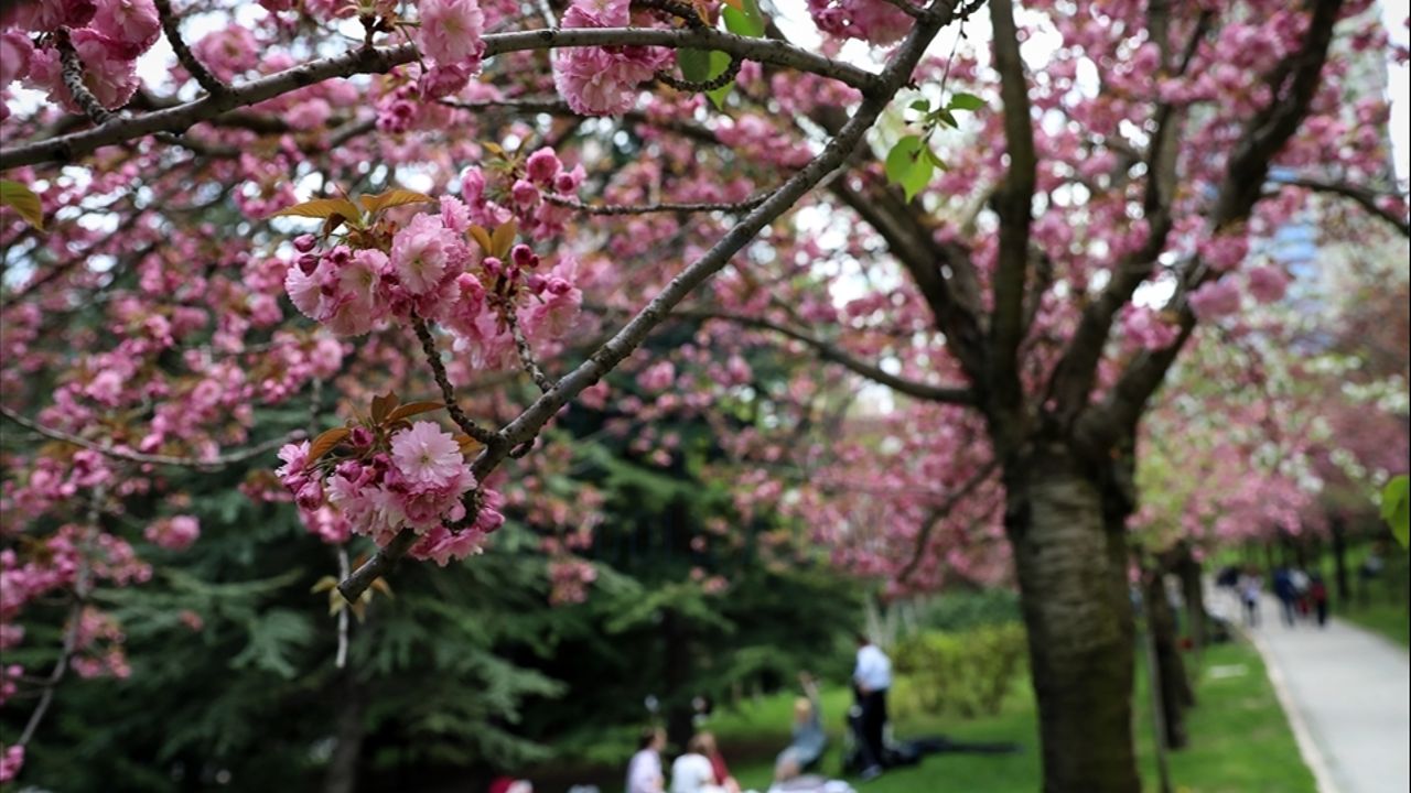 Ankara&#039;da Sakura ağaçları Dikmen Vadisi&#039;nde bulunuyor