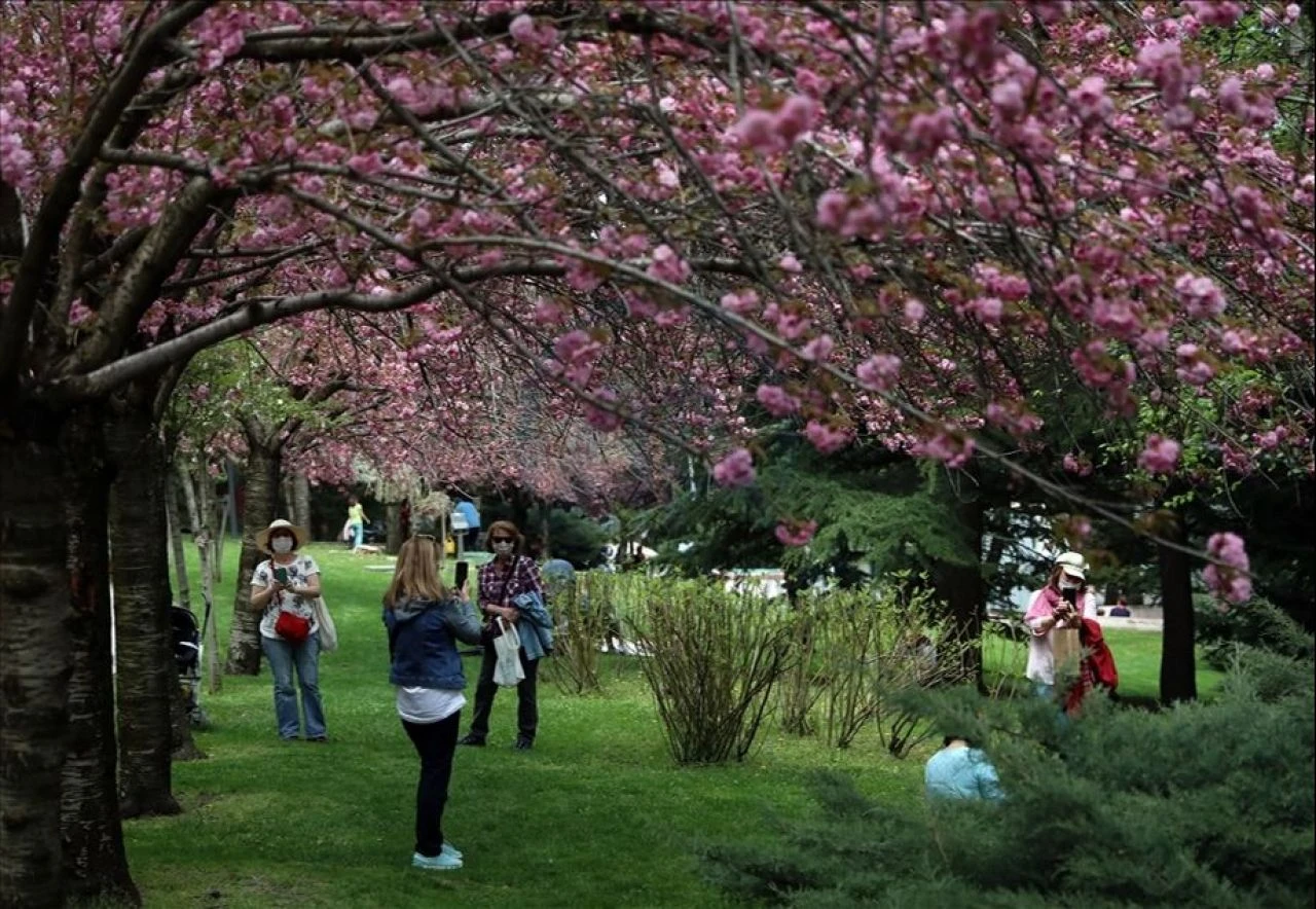Ankara'da Sakura ağaçları Dikmen Vadisi'nde bulunuyor - 2. Resim