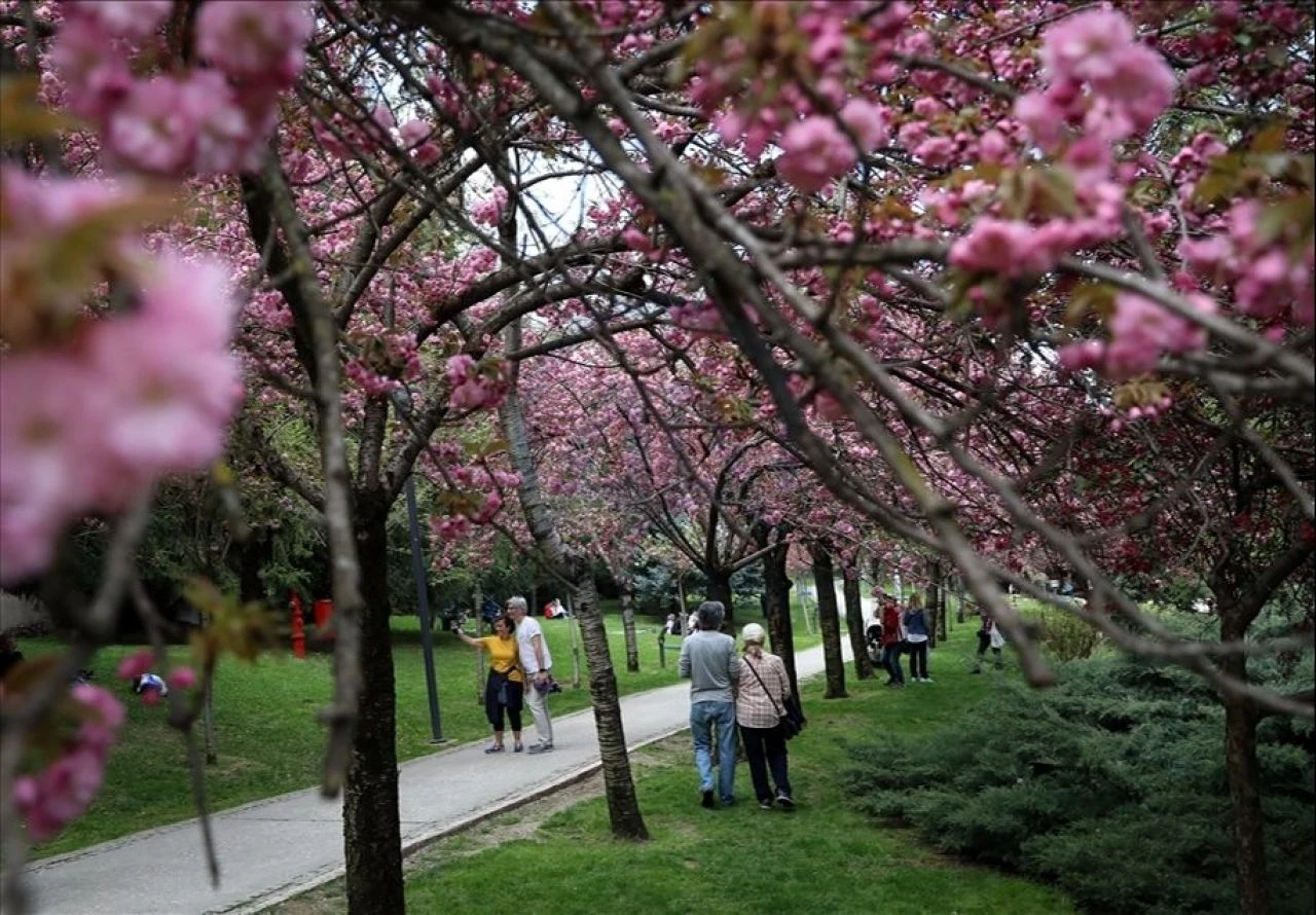 Ankara'da Sakura ağaçları Dikmen Vadisi'nde bulunuyor - 1. Resim