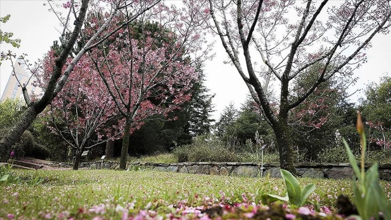 İstanbul'da sakura ağacı nerelerde var? İstanbul'da yetişir mi? - 1. Resim