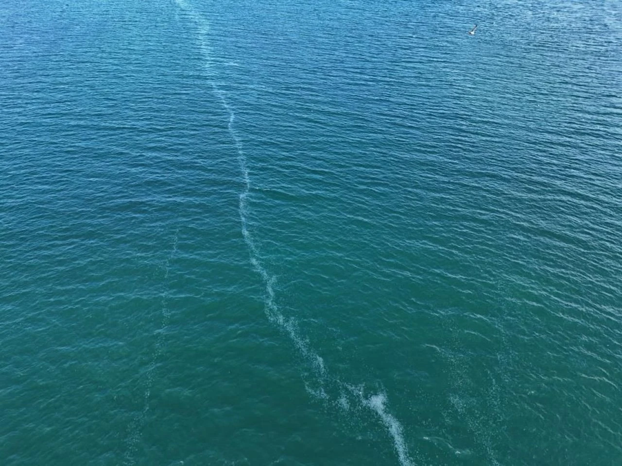 Kilometrelerce uzunlukta denizanası istilası