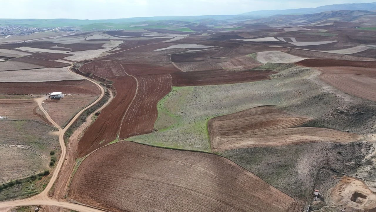 Kızılırmak alarm veriyor! Sular çekildi, bölgede artık koyunlar otluyor - 2. Resim
