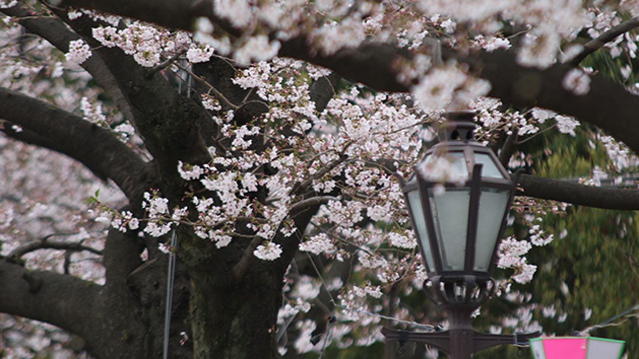 Türkiye&#039;de Sakura ağaçları nerelerde bulunuyor?