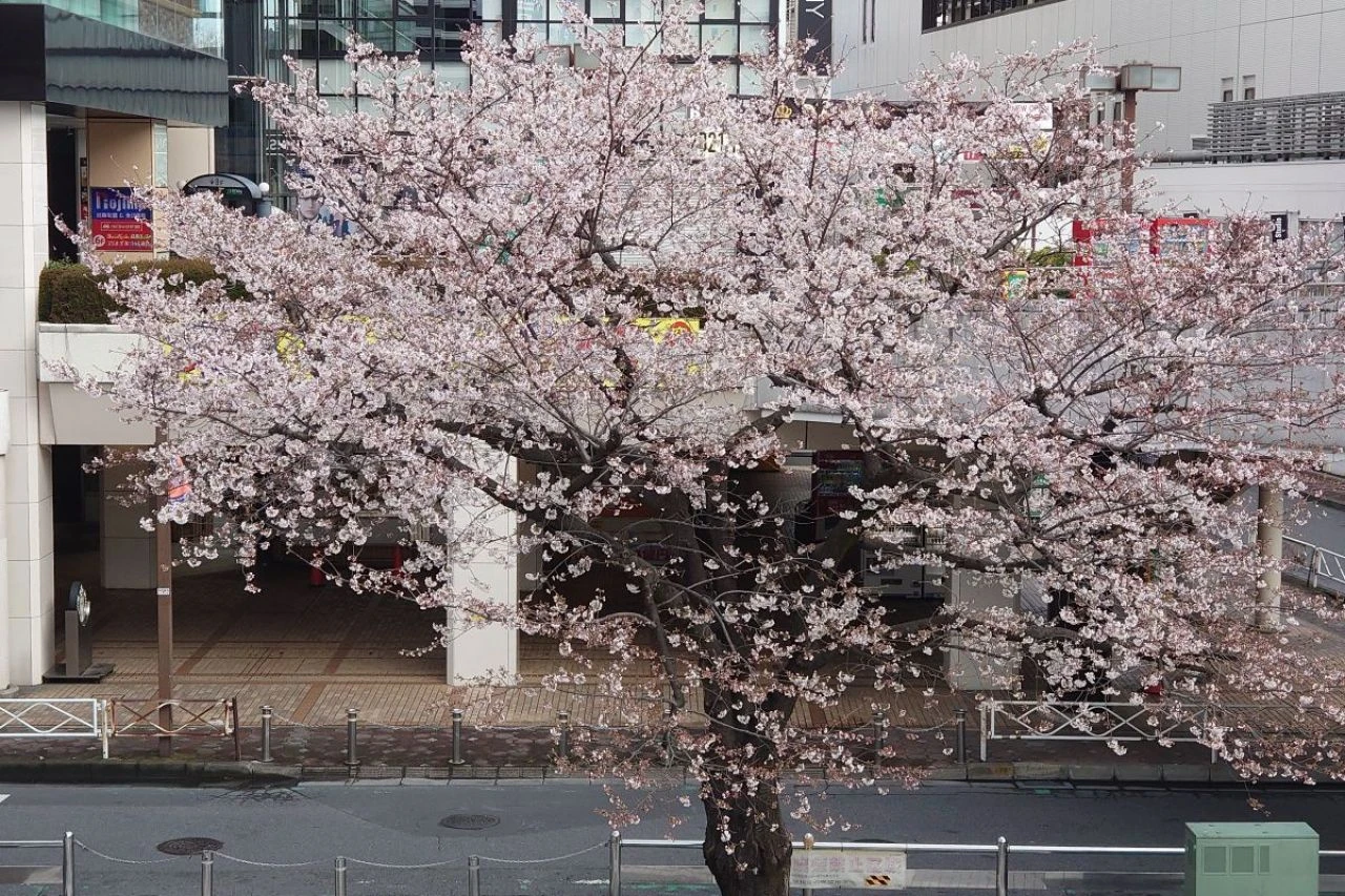 Türkiye'de Sakura ağaçları nerelerde bulunuyor? - 1. Resim