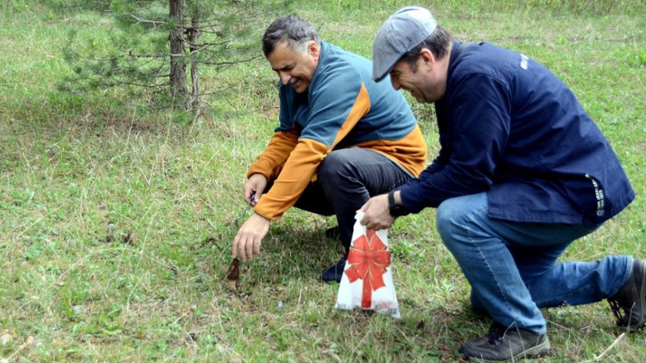 Altın kadar değerli! Herkes peşine düştü, yaprakların arasında didik didik arıyorlar