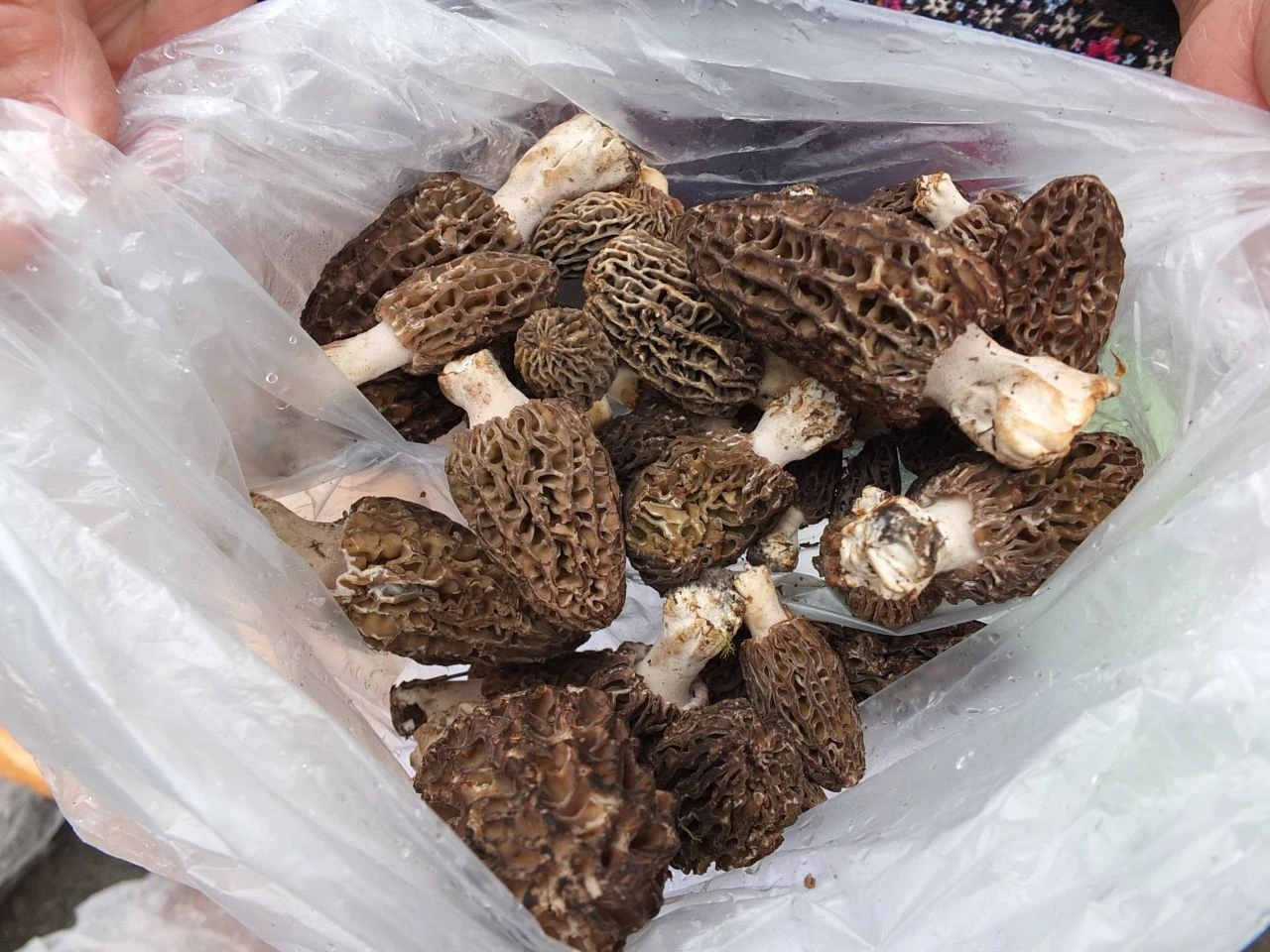 Altın kadar değerli! Herkes peşine düştü, yaprakların arasında didik didik arıyorlar - 1. Resim