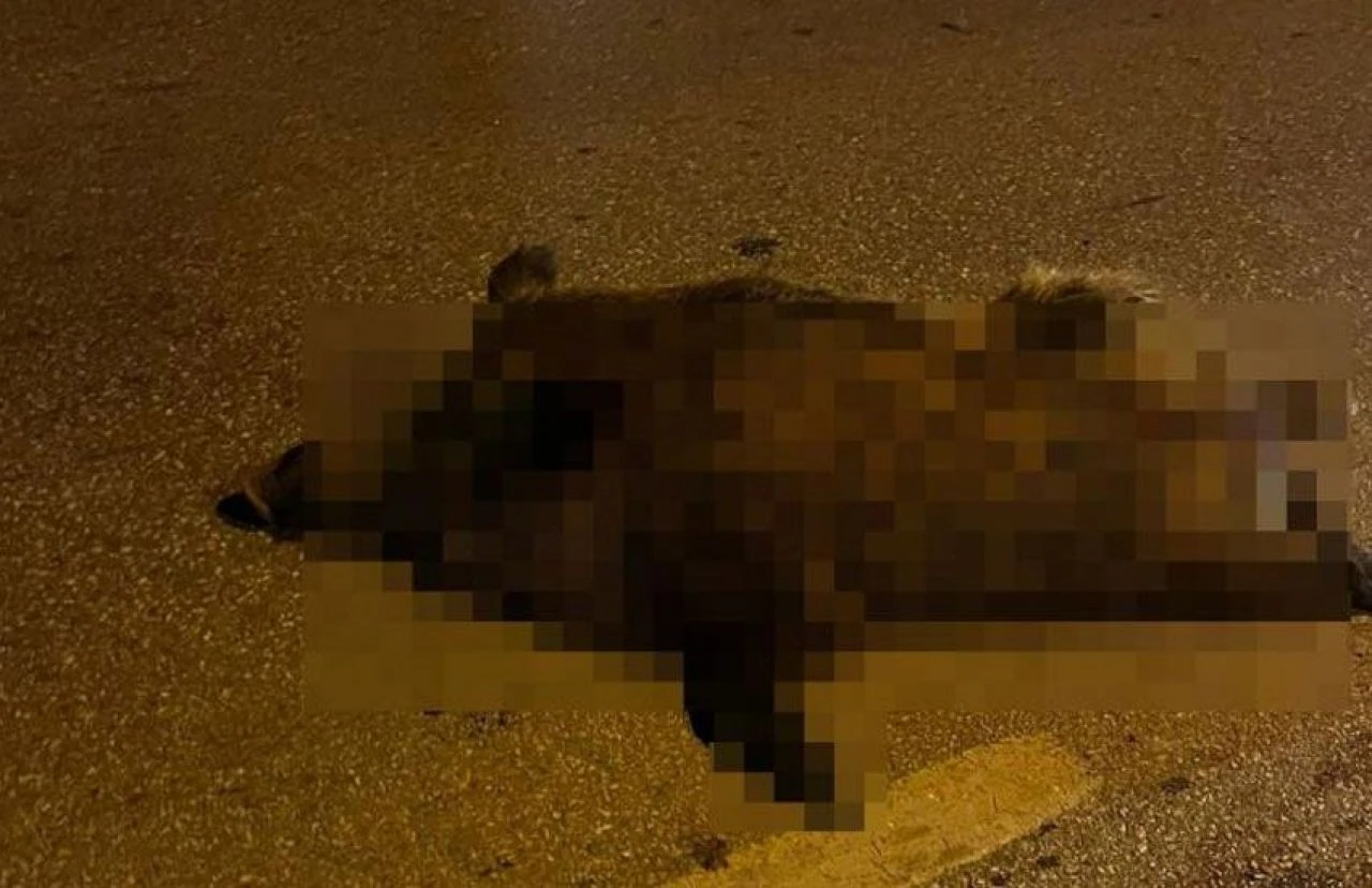 3 araç karıştı! Bodrum'da yaban domuzu dehşeti: Yaralılar var