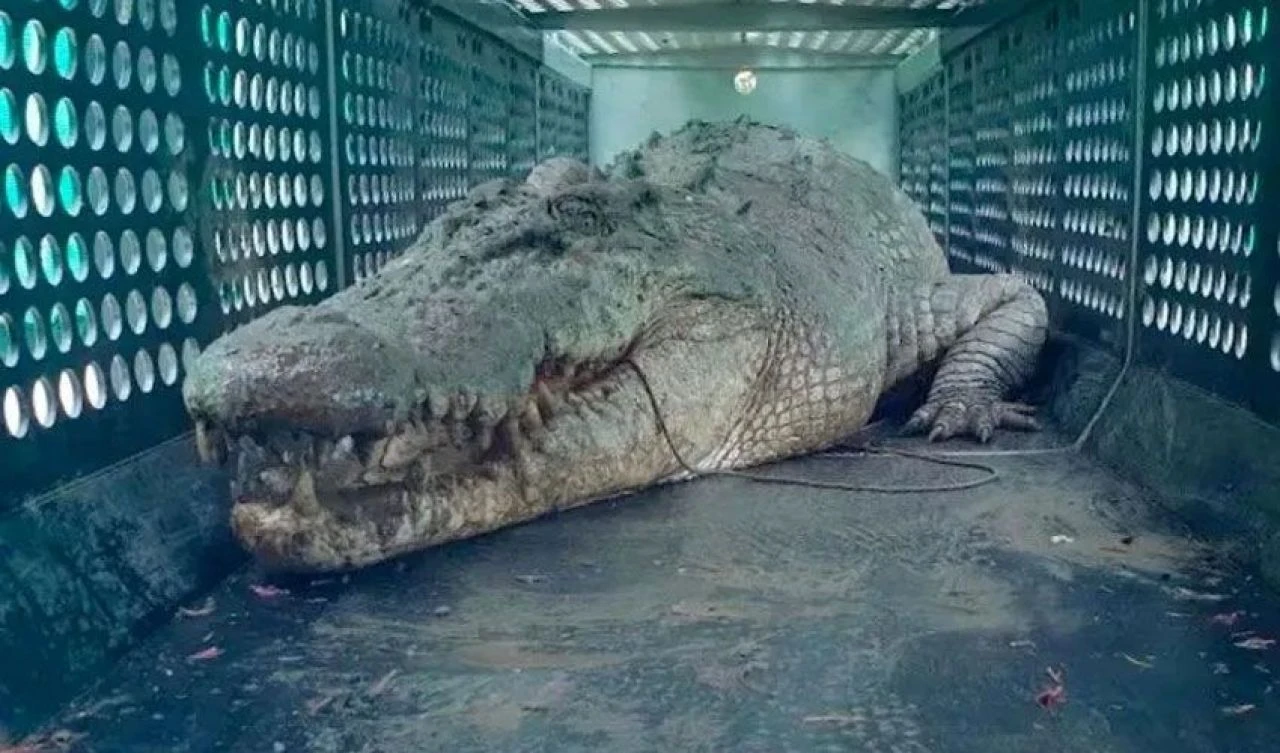 4 metrelik canavar! 'Herbie' kasabada terör estiriyor