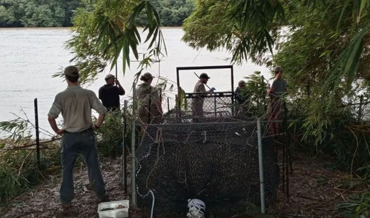 4 metrelik canavar! 'Herbie' kasabada terör estiriyor