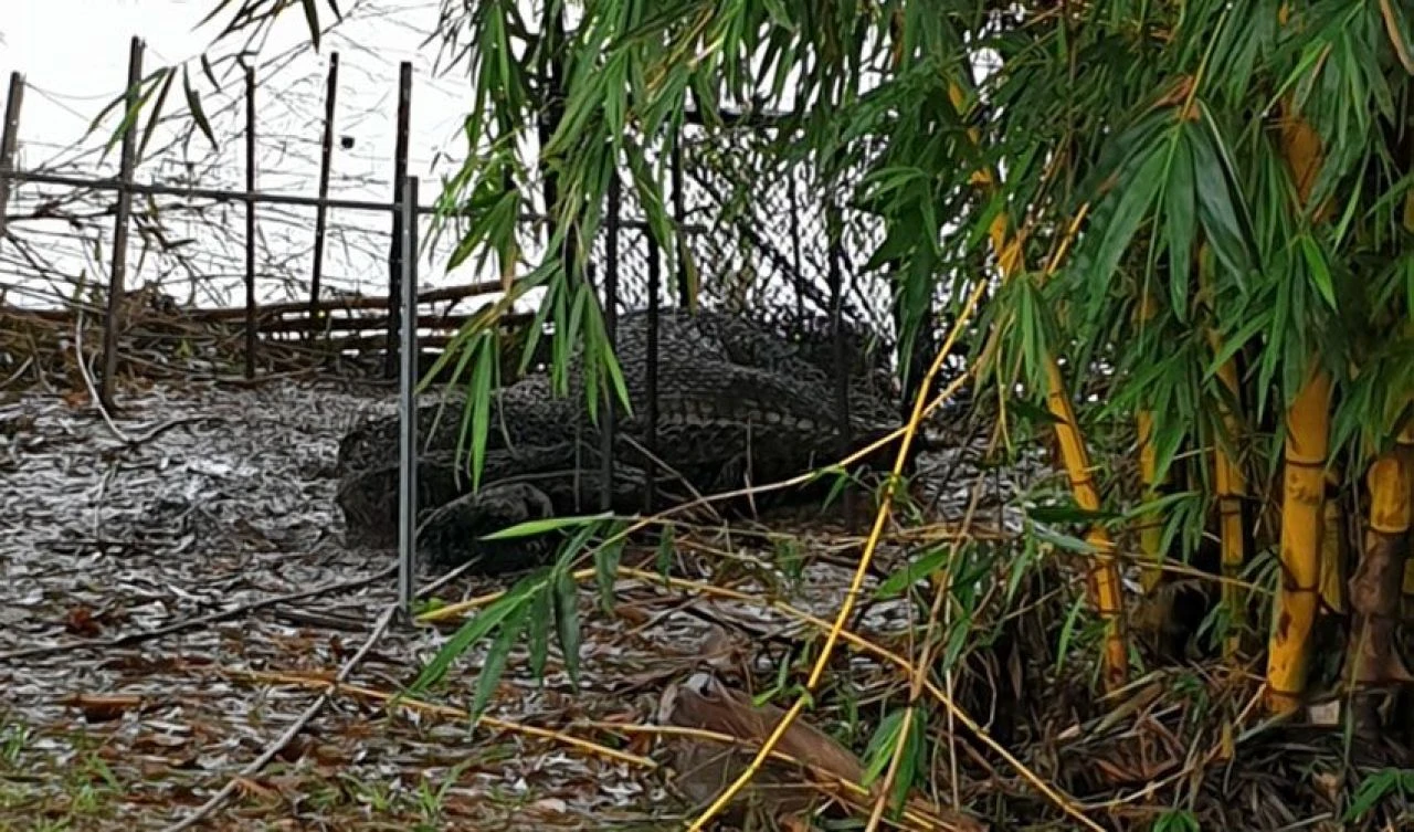 4 metrelik canavar! 'Herbie' kasabada terör estiriyor