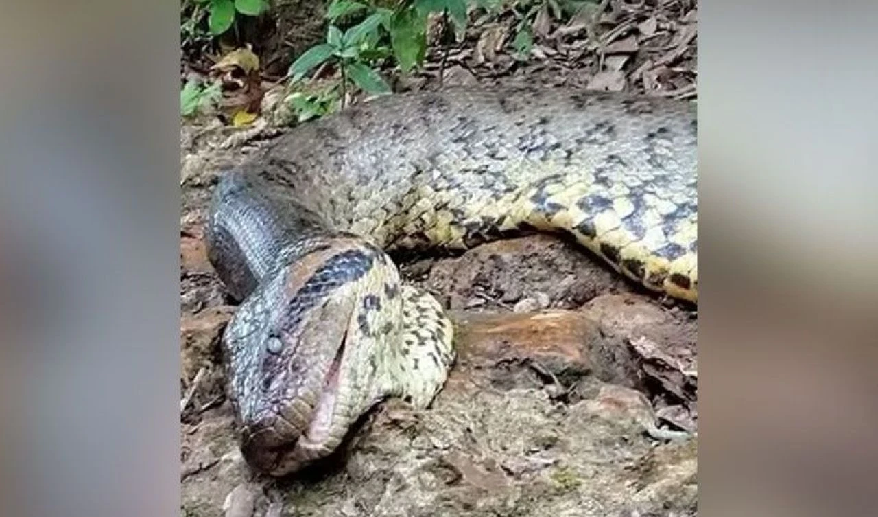 Dünyanın en büyük yılanı! Keşfedildikten birkaç hafta sonra öldü - 1. Resim