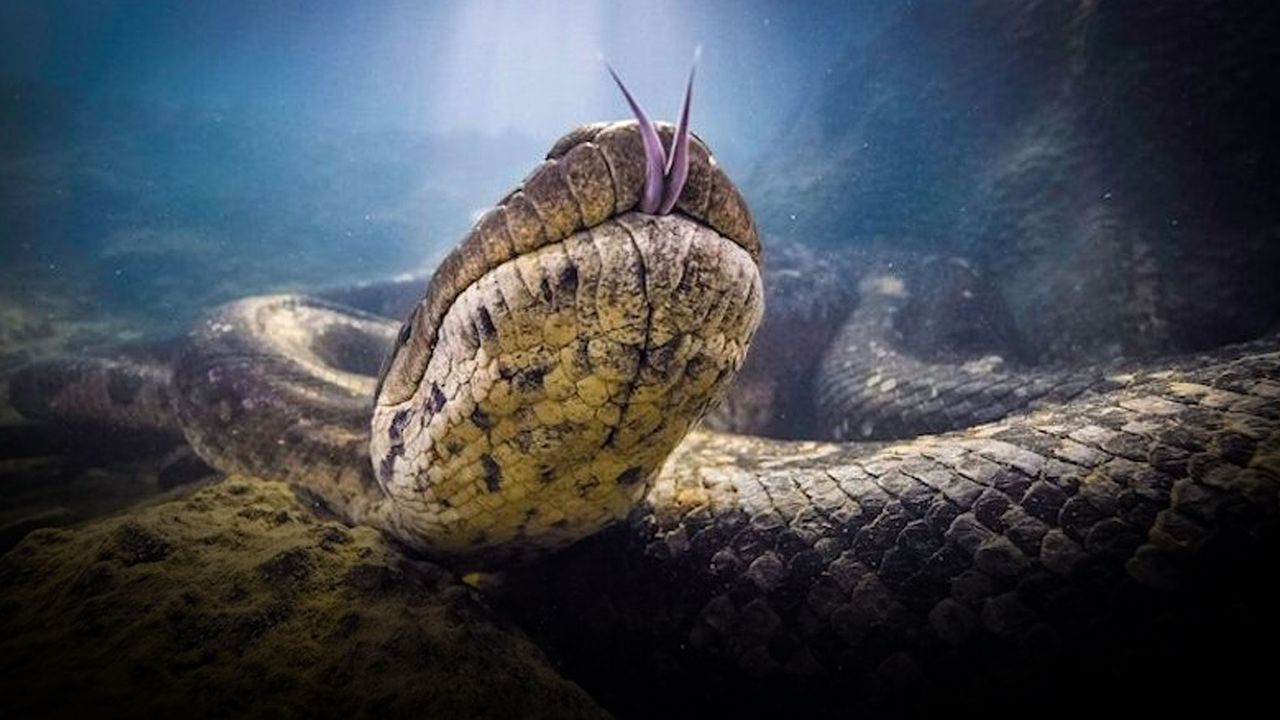 Dünyanın en büyük yılanı! Keşfedildikten birkaç hafta sonra öldü