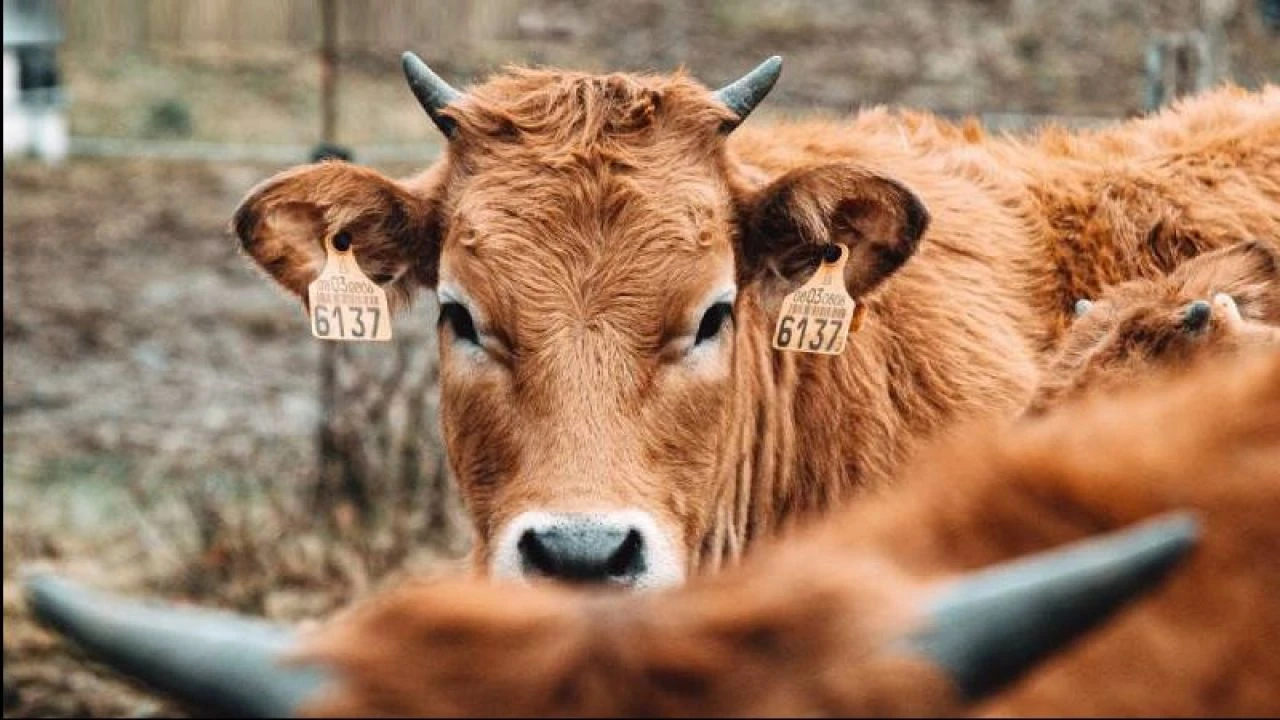 İneklerde kuş gribi görüldü! İnsanlar için uzmanlardan açıklama geldi - 1. Resim