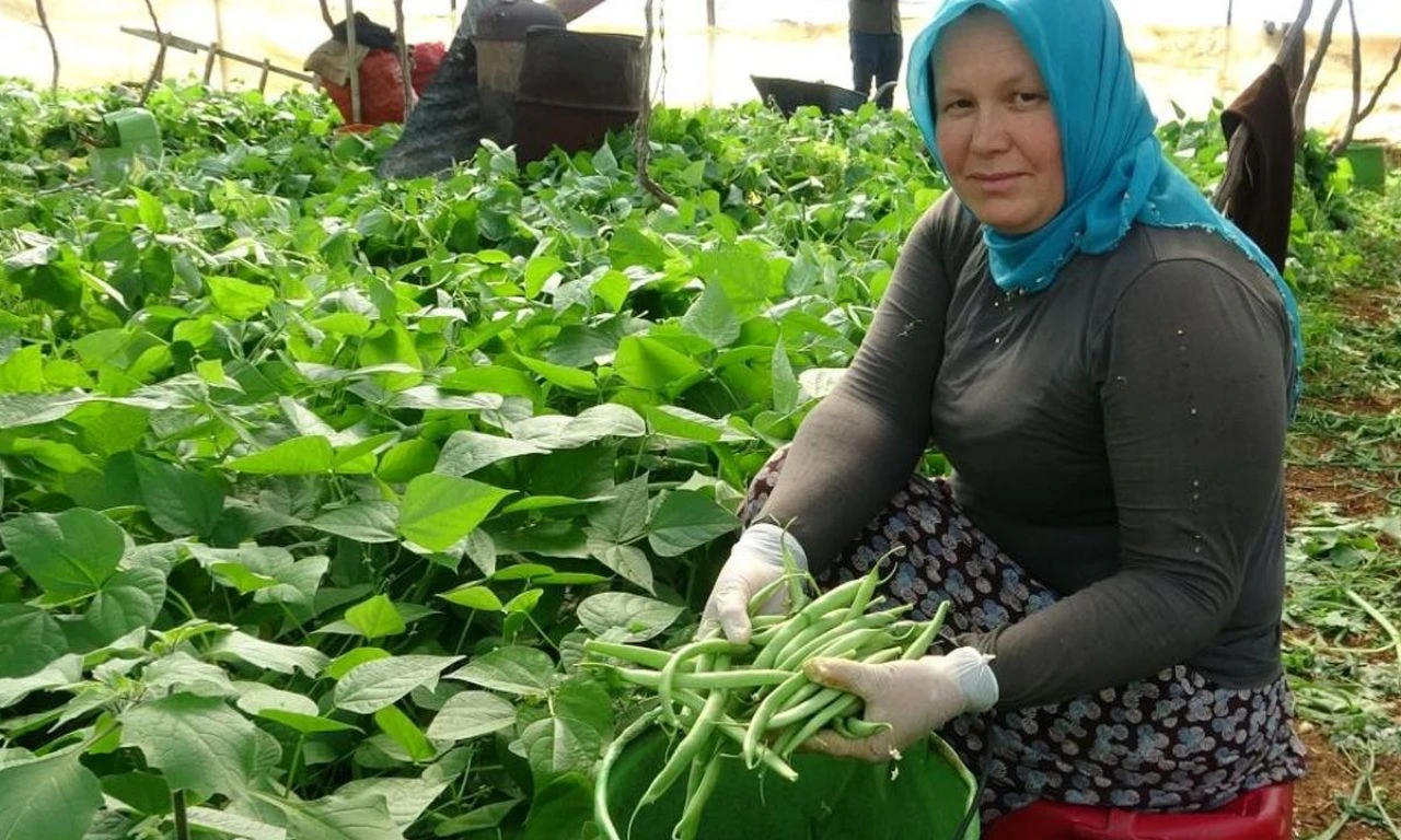 Bahar geldi, 'sarıkızın' hasadı başladı: Kilosu 70 TL'den gidiyor! - 3. Resim