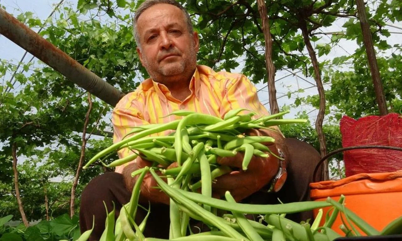 Bahar geldi, 'sarıkızın' hasadı başladı: Kilosu 70 TL'den gidiyor! - 1. Resim