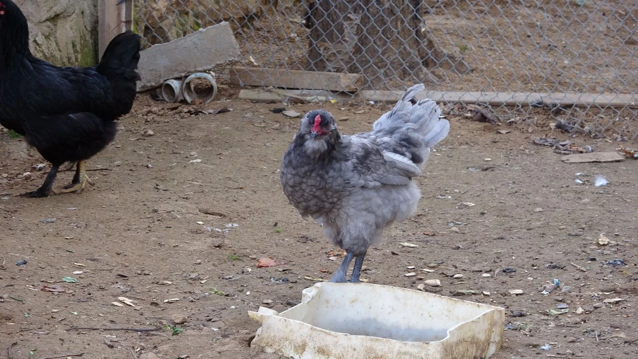 Bu yumurtalar diğerlerinden farklı! Tanesi 20 liradan satılıyor - 2. Resim