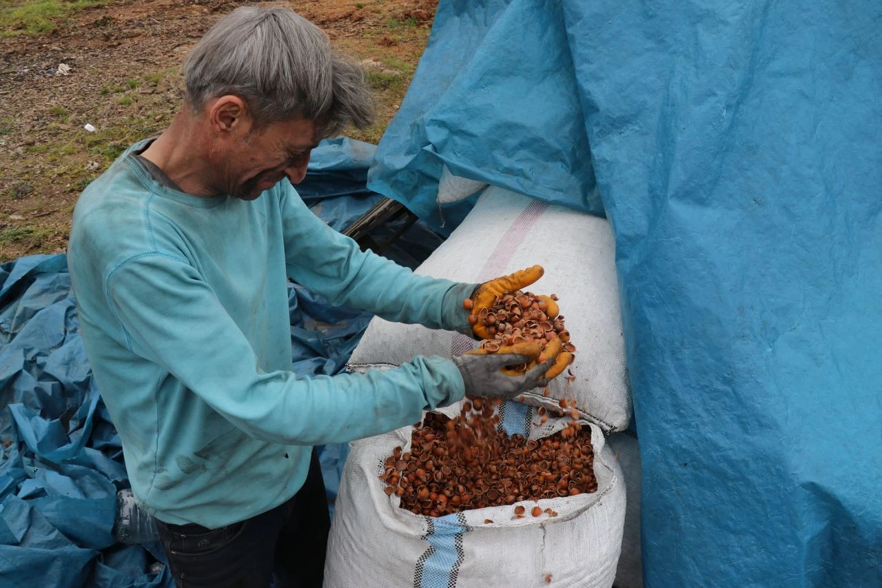 Defalarca kez denedi, fındık kabuğundan kömür üretti