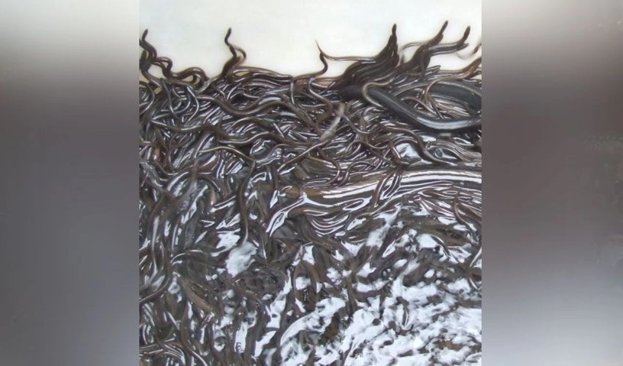 Yılan balıklarının toplu ölümünün sebebi stres çıktı! - 1. Resim