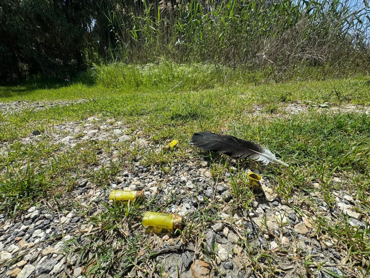 Baharın müjdeleyicisi leylekleri Hatay'da göç yolunda vurdular