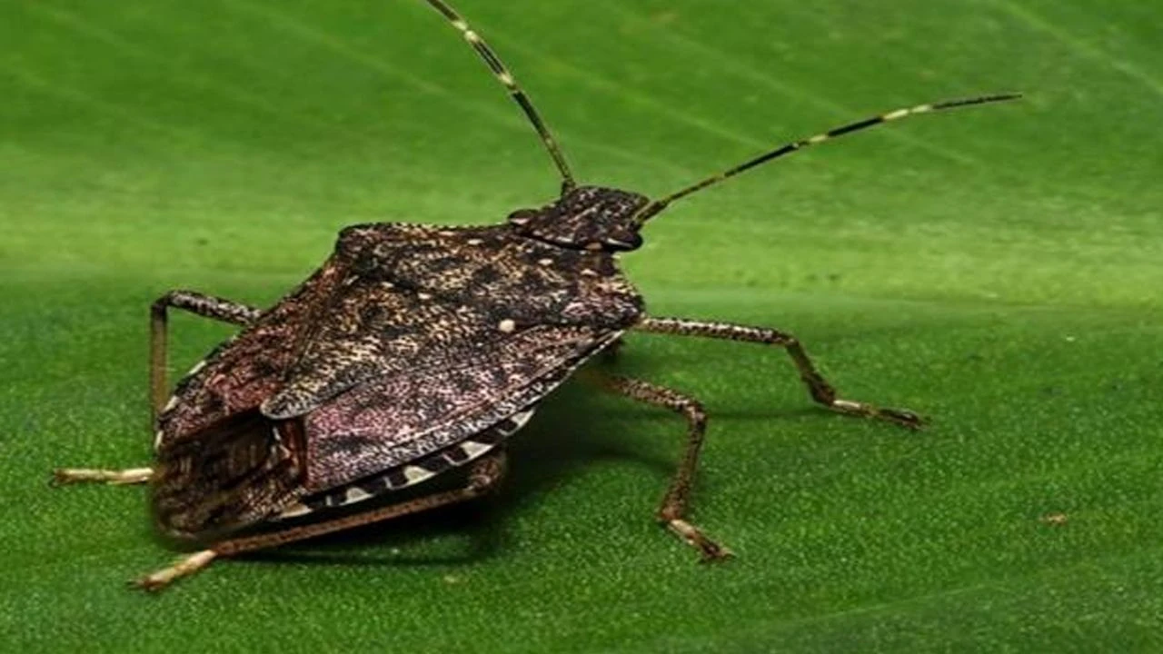 Bir şehrin başına bela oldular! Ekipler özel kıyafetlerini giydi, sokaklara indi: 40 bin noktada alarm