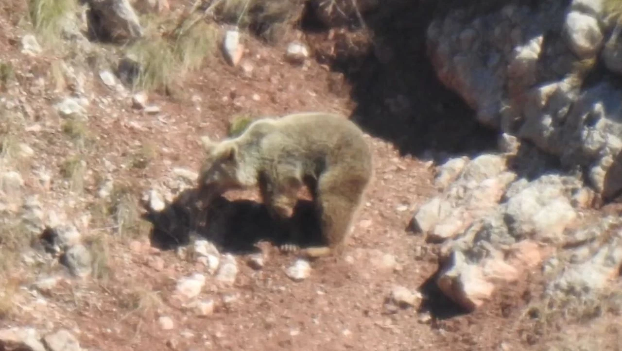 Gümüşhane'de şaşırtan görüntü: 'Topal ayı'