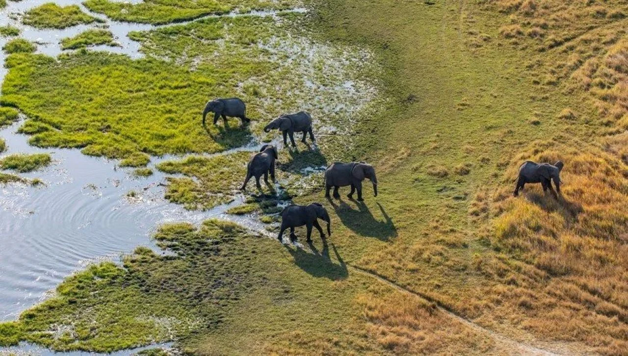 Şaka değil gerçek! Bir ülkeden Almanya'ya filli tehdit! - 1. Resim