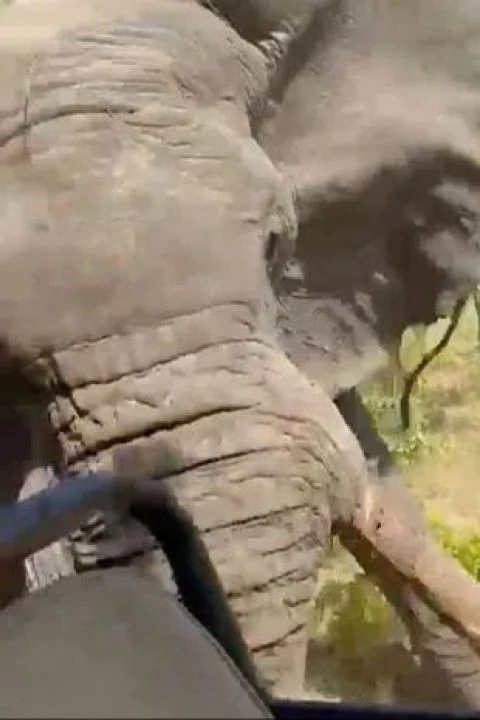 Safari gezisi kabusa dönüştü! Öfkeli fil kadını öldürdü - 3. Resim