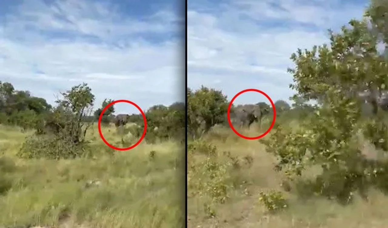 Safari gezisi kabusa dönüştü! Öfkeli fil kadını öldürdü - 1. Resim