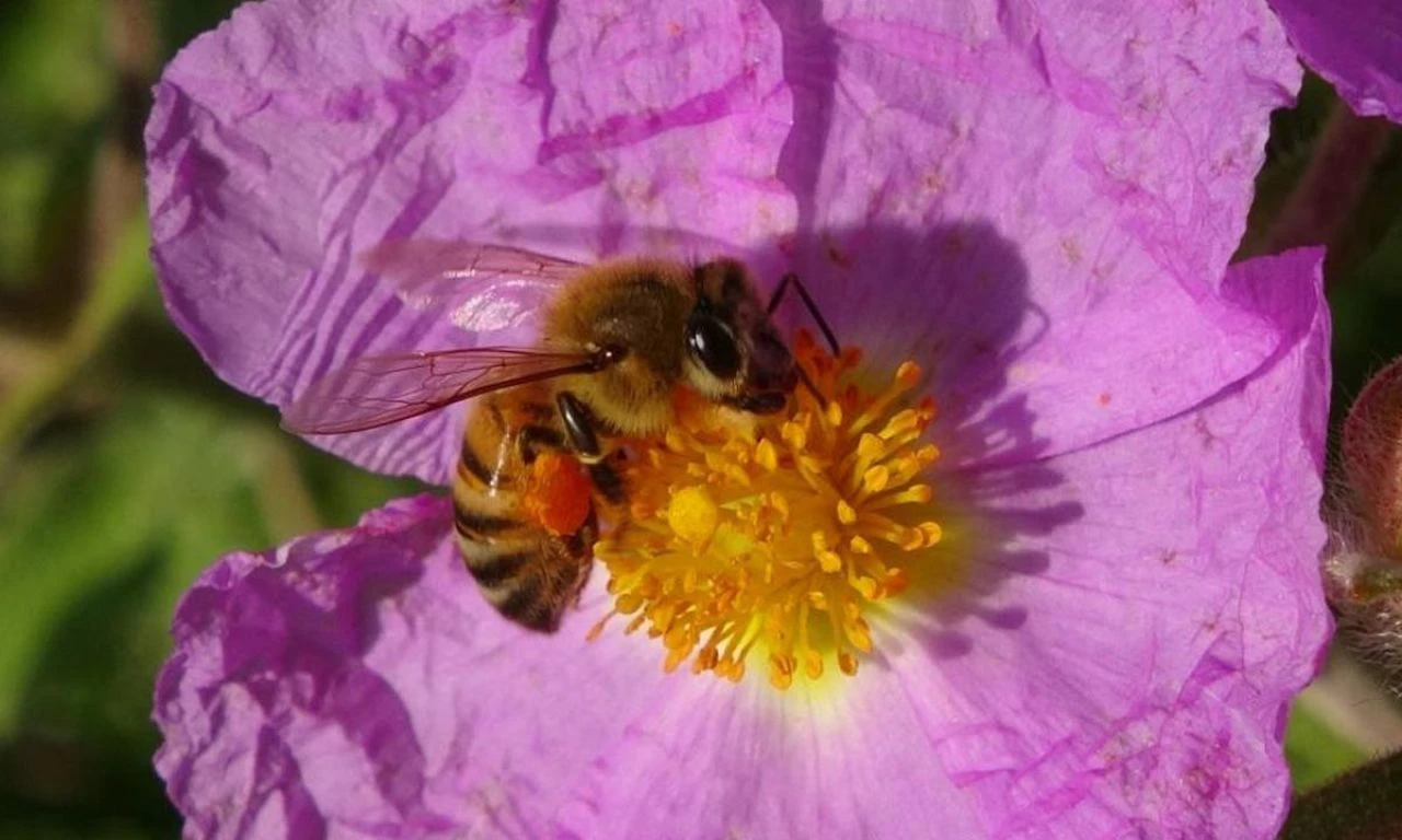 Üreticilerin 'altın' hasadı başladı: Bu sene 200 tona ulaşması bekleniyor...