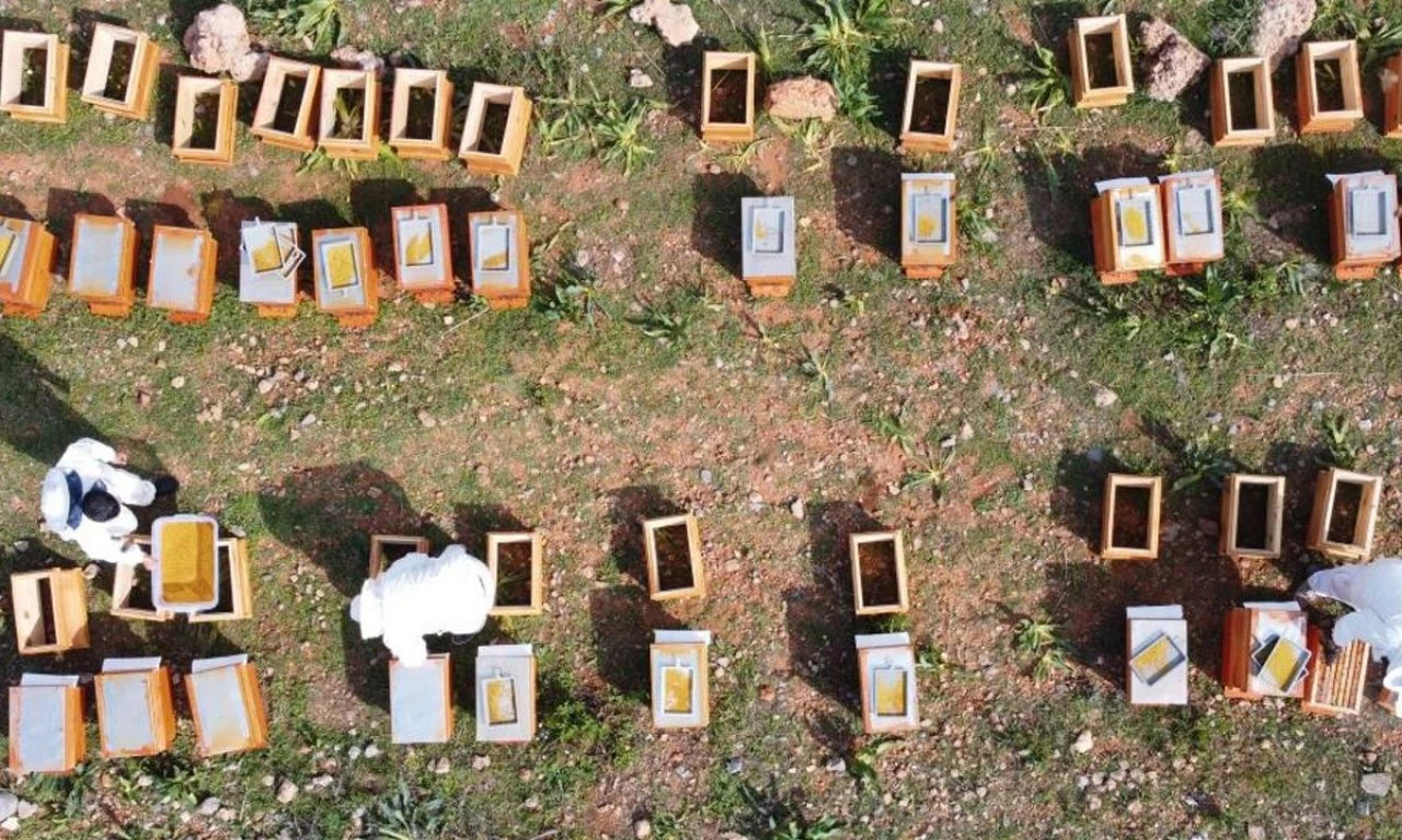 Üreticilerin 'altın' hasadı başladı: Bu sene 200 tona ulaşması bekleniyor...