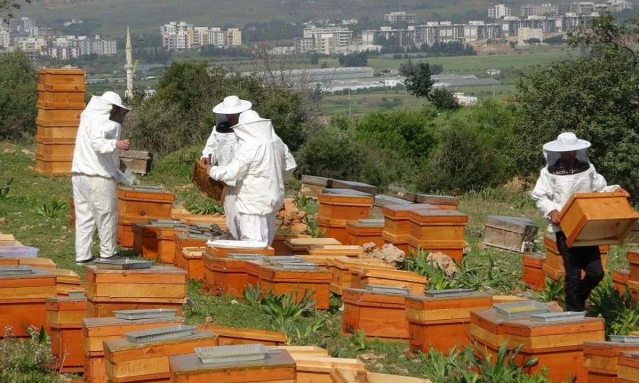 Üreticilerin 'altın' hasadı başladı: Bu sene 200 tona ulaşması bekleniyor...