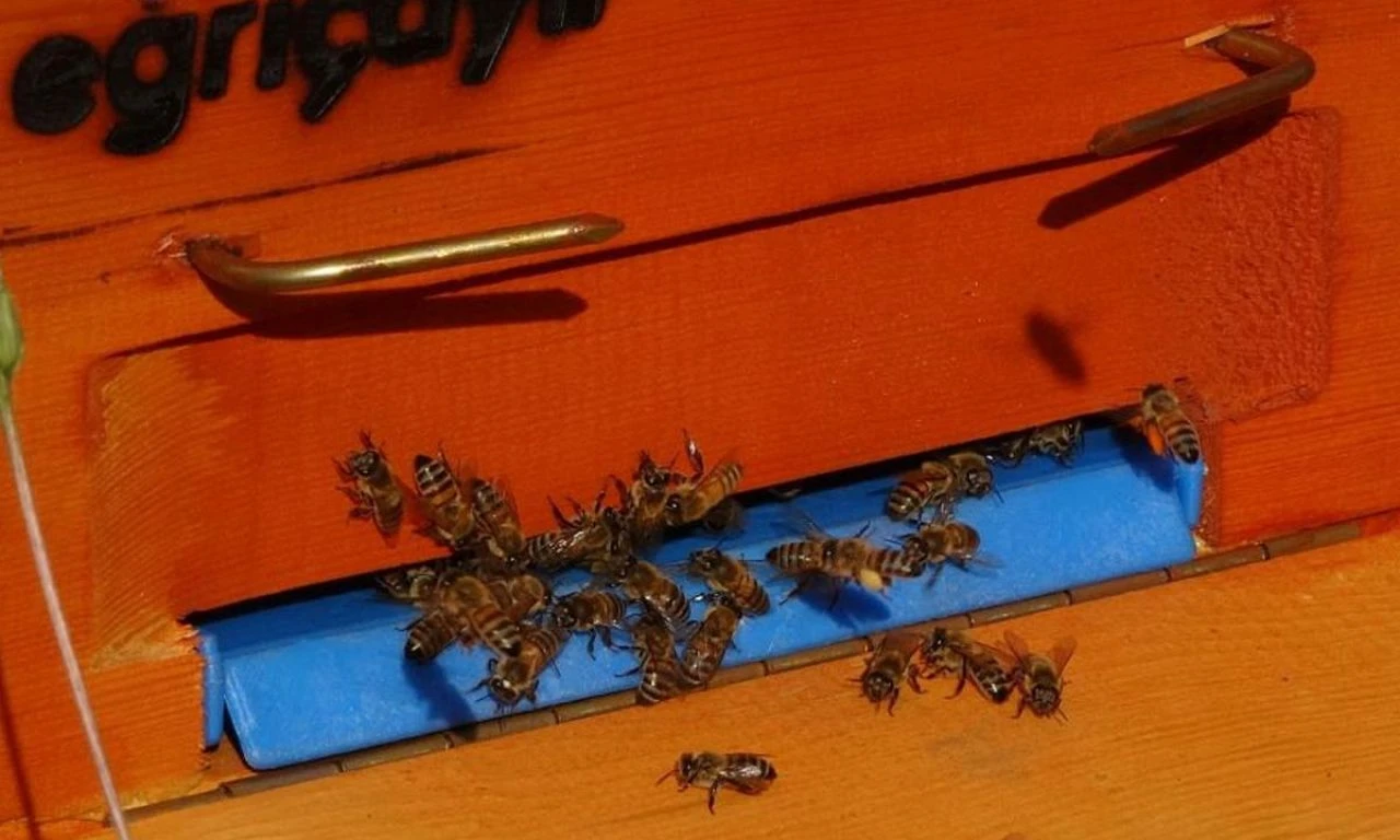 Üreticilerin 'altın' hasadı başladı: Bu sene 200 tona ulaşması bekleniyor...