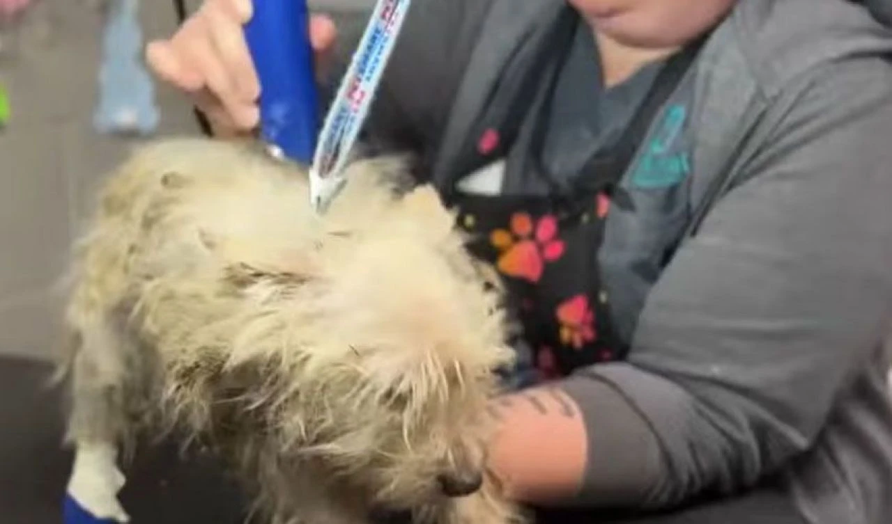 Skandal hayvan istifçiliği! Sadece evi değil arabayı hatta otel odasını da doldurmuşlar - 2. Resim